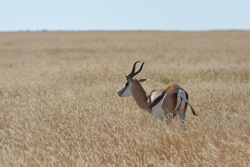 Springbock (antidorcas marsupialis) im Etoscha Nationalpark in Namibia