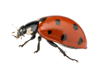 Ladybug Isolated on White Background for Design