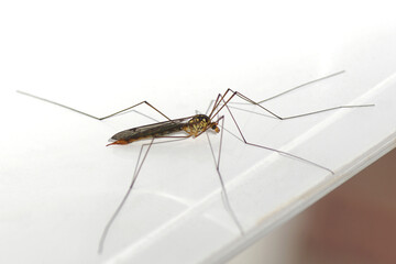 Female crane fly Nephrotoma flavipalpis, family Tipulidae on a white background. Summer, August. Netherlands