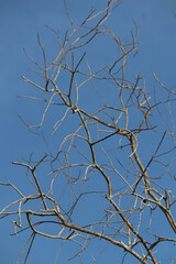 Dry Tree Branches Against Clear Blue Sky