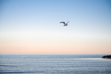 seagulls on the sea