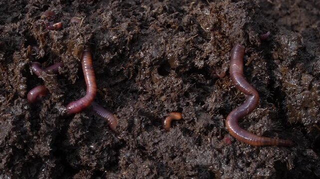 close up of a worm on the ground
