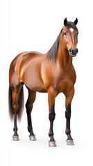 Obraz premium Brown horse illustration with detailed anatomy and clean isolated look for commercial use.