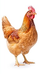 Fototapeta premium Realistic chicken illustration, clean isolated look for rural and organic design.