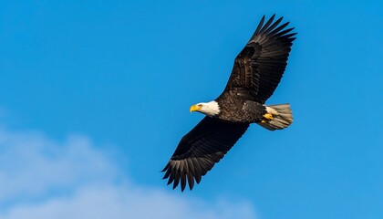 Naklejka premium Majestic eagle soaring