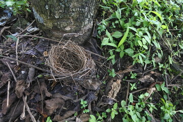 A sparrow's nest that fell in the wind was under a tree among the dry, rotting leaves and green grass