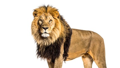 Obraz premium Majestic lion portrait (1)