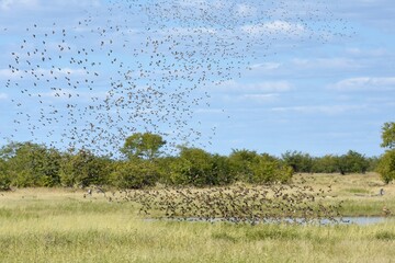 Blutschnabelwebervögel (quela quela) fliegen zum Wasserloch im Etoscha Nationalpark