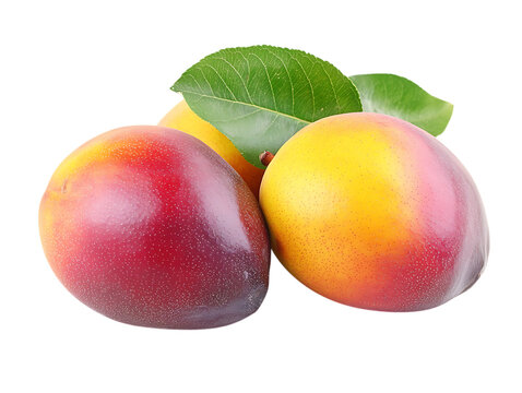  Wild Mango