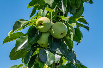 Pyrus communis, the common pear. Country Lane Elementary School. Santa Clara Valley. San Jose,...