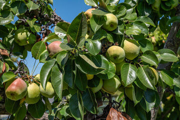 Pyrus communis, the common pear. Country Lane Elementary School. Santa Clara Valley. San Jose, California

