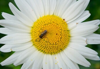 Honey bee gathering golden pollen from white daisy center, highlighting pollination process during bright summer day