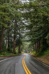 Sequoia sempervirens, family Cupressaceae (formerly treated in Taxodiaceae). coast redwood, coastal redwood and California redwood. State Route 35 (SR 35), Skyline Boulevard. Santa. Redwood City