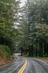 Fototapeta premium Sequoia sempervirens, family Cupressaceae (formerly treated in Taxodiaceae). coast redwood, coastal redwood and California redwood. State Route 35 (SR 35), Skyline Boulevard. Santa. Redwood City