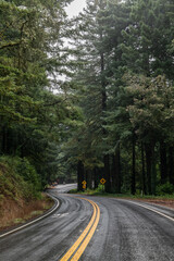 Sequoia sempervirens, family Cupressaceae (formerly treated in Taxodiaceae). coast redwood, coastal redwood and California redwood. State Route 35 (SR 35), Skyline Boulevard. Santa. Redwood City