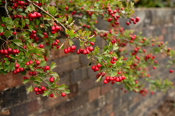 Common hawthorn (Crataegus Monogyna) haws. Red berries on tree. Fall season. High quality photo