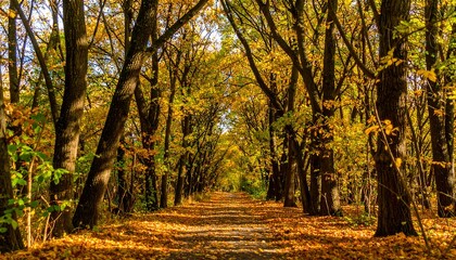 Fototapeta premium Autumnal forest path (1)