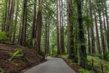 Old La Honda Road,  San Mateo County, California. Santa Cruz Mountains. Cold summer mediterranean climate.  Sequoia sempervirens, family Cupressaceae (formerly treated in Taxodiaceae). coast redwood, 