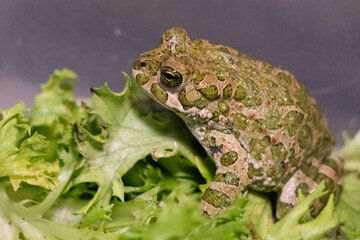 frog in the grass