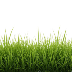 Fototapeta premium Green grass blades isolated on transparent background transparent background