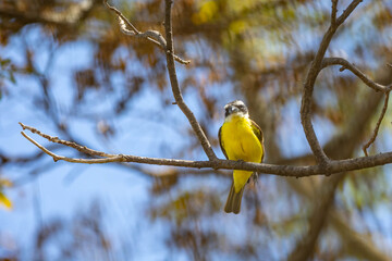 Obraz premium Bird Megarynchus pitangua known as neinei, nem nem, siriri, bentevi with a flat beak, similar to bem-te-vi