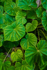 green leaves in the garden