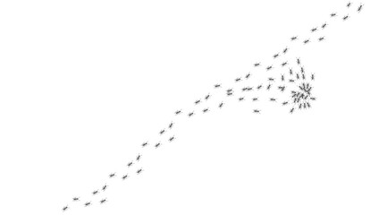 Ant trail. Walking group of black insects. Line of worker ants marching in search of food. Curve footpath of home pest isolated on transparent background. Vector © YURII