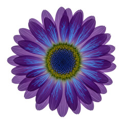 A pristine vibrant daisy with glowing ultraviolet nectar guides in deep purple and electric blue, isolated on a stark white studio background, scientific revelation of nature's beauty
