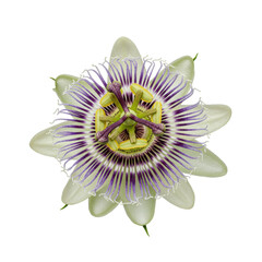 Ultra-realistic macro photo of a fully bloomed passion fruit flower with white petals and vibrant purple filaments on a transparent shadowless background, concept of botanical precision