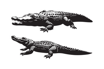 Two detailed black and white illustrations of alligators