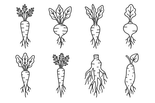 Black and white root vegetables sketches with carrots and beets