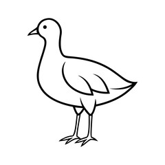 Common Moorhen Bird Outline on White Background