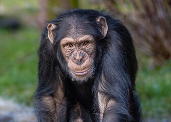 Chimpanzee close up portrait