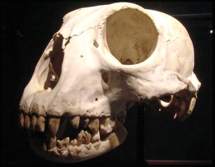 Animal skull, profile view