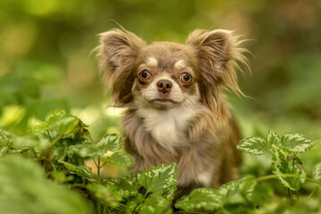 Chocolate tan white longhaired Chihuahua portrait in forest nature setting