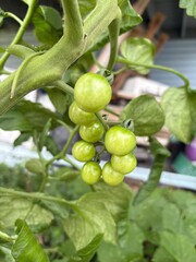 Fototapeta premium Garden filled with red ripen and green raw fresh tomatoes, big and small, growing on climbing vines in the summer, as these vegetables are ready to be harvested for food, natural and organic