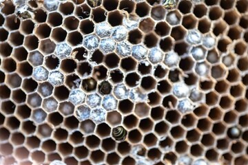 Wax honeycomb of rare tropical wasp nest with larvae and youn