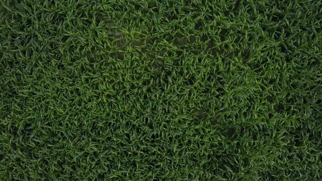 green grass background