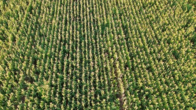 Flying over a vibrant green cornfield with a drone this 4K high-resolution footage shows the dense texture and linear patterns of the crops ideal for agricultural and nature themes