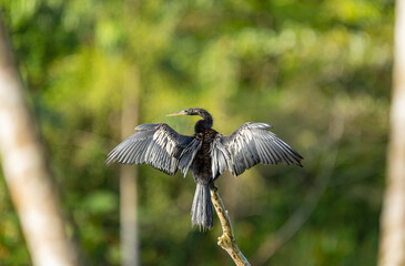 Anhinga (Anhinga anhinga) drying wings on tree branch in tropical wetland