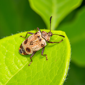 Brown marmorated stink bug (Halyomorpha halys) on a green leaf of a lemon tree (Ita: cimice asiatica; Deu: Marmorierte Baumwanze; Fra: Punaise diabolique: Spa: Bernat marbrejat)