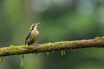 Black-cheeked Woodpecker (Melanerpes pucherani) perched on mossy branch in tropical rainforest