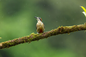 Black-cheeked Woodpecker (Melanerpes pucherani) perched on a moss-covered branch in the tropical rainforest. Native to Central America, this colorful species is common in lowland forests and edges.