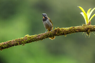 Buff-throated saltator (Saltator maximus) perched on a mossy branch in Costa Rica