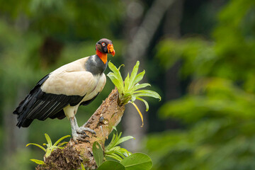 King vulture perched on branch with bromeliads in Costa Rica rainforest
