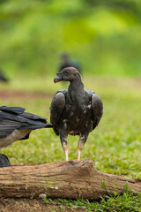 Juvenile king vulture standing on log in rainforest of Costa Rica