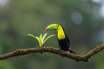 Keel billed toucan perched on mossy branch in Costa Rica rainforest