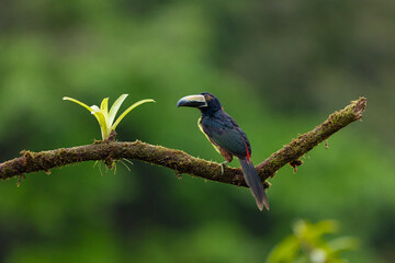 Collared aracari perched on mossy branch in Costa Rica rainforest