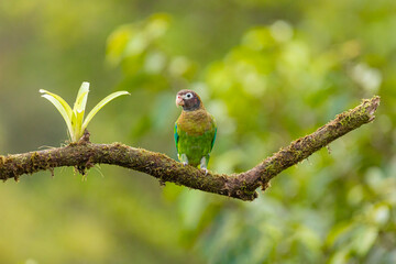 Brown hooded parrot perched on mossy branch in Costa Rica rainforest
