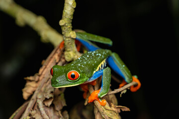 Red eyed tree frog on branch at night in Costa Rica rainforest